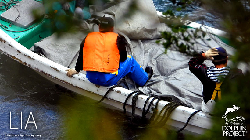 Die Delfinmafia gibt sich grösste Mühe ihre Opfer des heutigen Massaker unter Planen zu verbergen. Die Seile, mit denen die ermordeten Delfine an der Schwanzflosse gefesselt wurden, hängen auf der Seite des Bootes ins Wasser