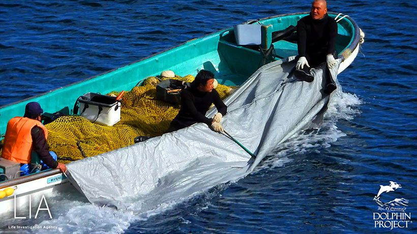Werden wieder Babydelfine im Meer lebend entsorgt? Es sieht so aus, denn normalerweise stappelt der Killer-Abschaum ermordete Streifendelfine im Boot unter Planen.