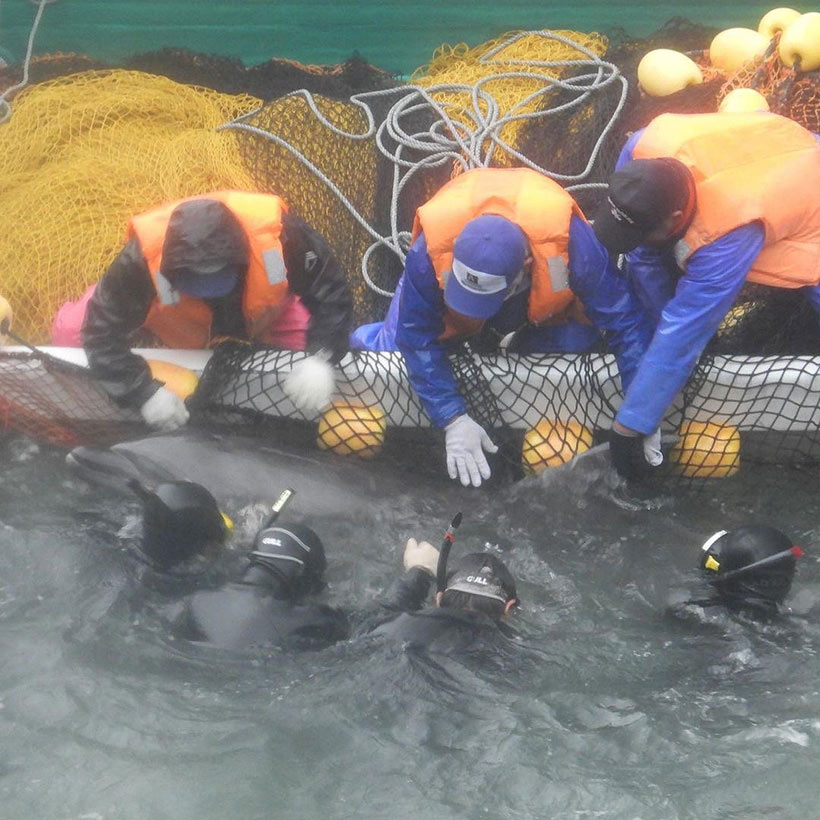 Dieses Delfinkind ist machtlos gegen so viele Hände der gewalttätigen Monster, die es in das Netz am Boot zwängen