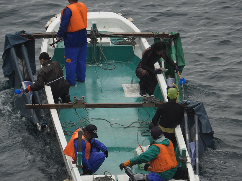 Vier entführte Delfinkinder, von ihren Mütter entrissen, werden zu einem Schwimmgefängnis im Hafen transportiert und hineingeworfen