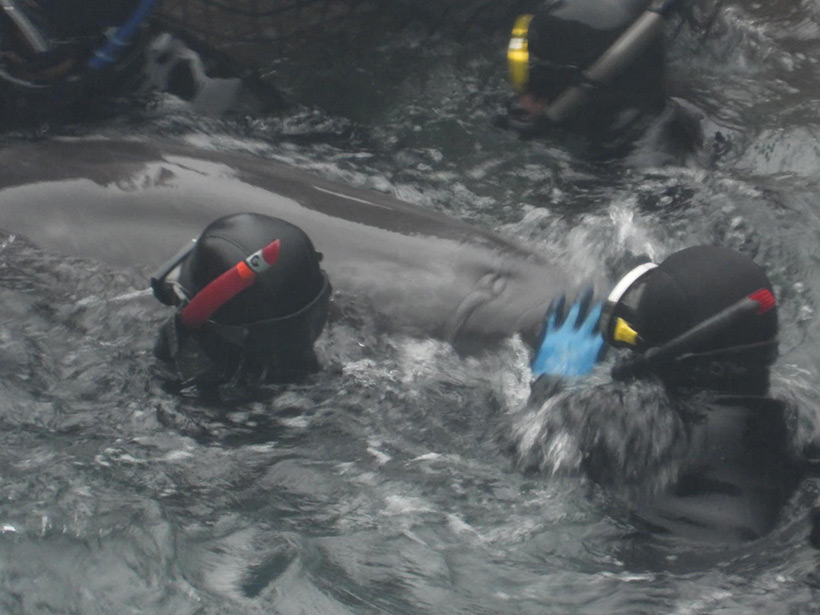 Ein Delfinkind wehrt sich gegen drei Taucher und die Abschaum-Meute auf dem Boot, die ihn gewaltsam in das Netz wrestlen, das am Boot runtergelassen ist. Im Netz wird das von seiner Mutter gestohlene Delfinkind zur Begutachtung unter die Planen gezogen