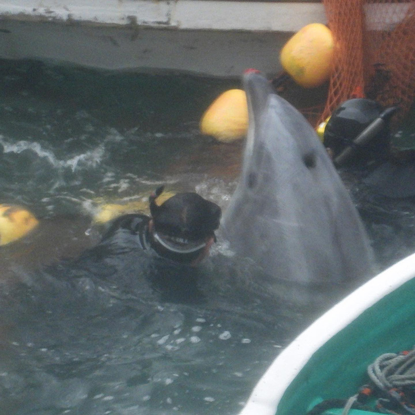 In Panik versuchte dieser erwachsene Delfin durch das Netz zu entkommen. Taucher rissen das im Netz stecken gebliebene verängstigte und in Panik geratene Säugetier heraus. Blutige Verletzung an der Nase des Delfins zeugt von der unvorstellbare hochen Gewalt, die ihm angetan wurde.