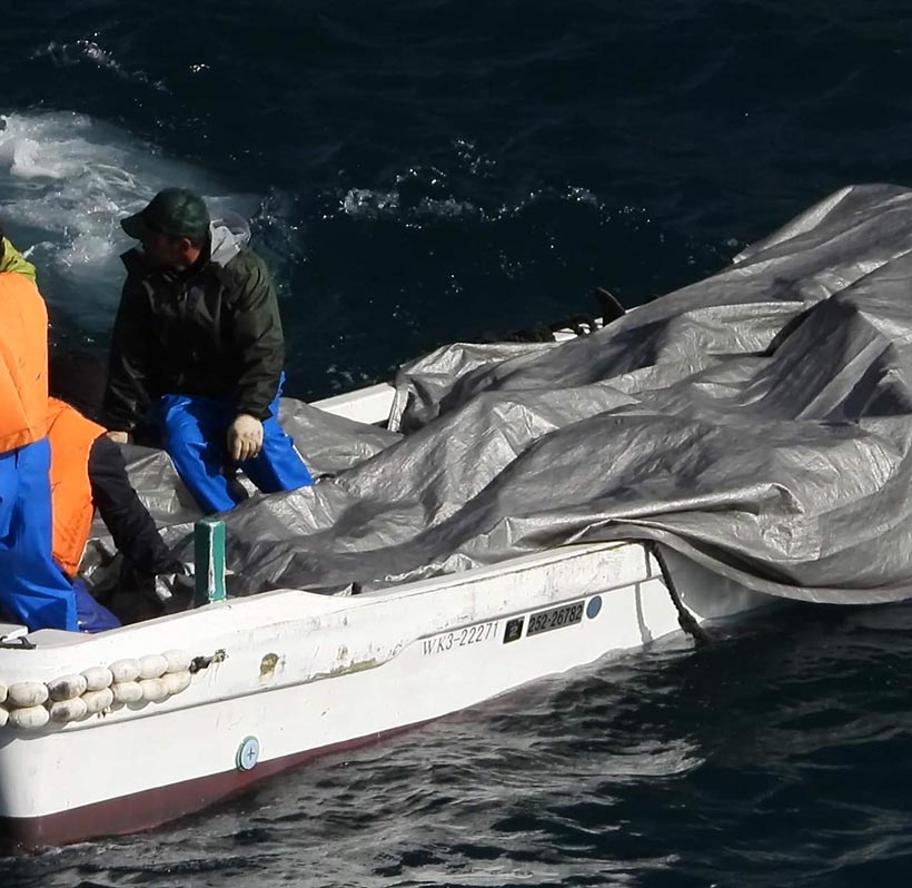 Abtransport der ermordeten Streifendelfine, Erwachsene und Babys