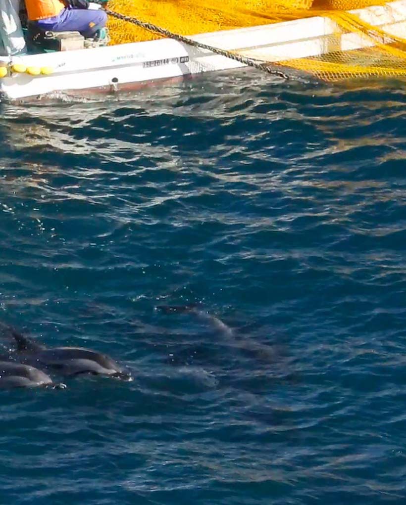 Verzweifelte, verängstigte und panische Streifendelfine während dem Terror in der Bucht von Taiji Japan