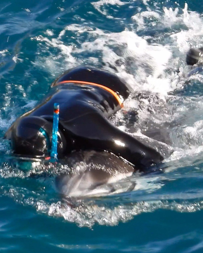 Ein Taucher wrestelt eine Streifendelfin, vom Netz herausgerissen, unter die Planen ans Ufer in den Tod. Der Delfin blutete aus dem Mund