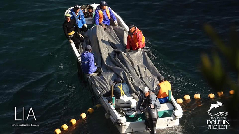 Abtransport der heutigen Opfer des japanischen 'Pest Control' Programms, eliminieren von Delfinen und Wale durch Tötung, entfernen aus dem Ozean für die Fischereiindustrie.