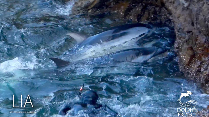 In Panik, wegen der brutalen Gewalt, die ihnen in der Bucht von dem japanischen Abschaum angetan wurde, warfen sich die flüchtenden Delfine auf die scharfen Vulkanfelsen, einige der verängstigten Meeressäuger verletzten sich teils schwer.