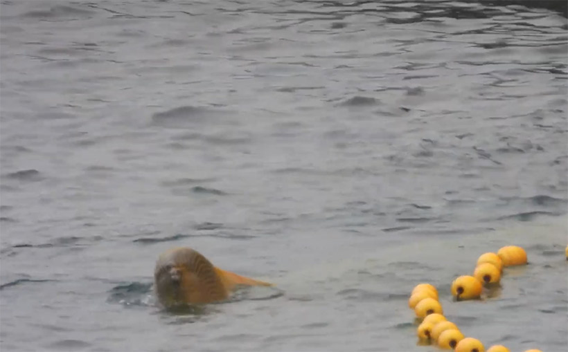 Ein Tümmler Delfinkind ertrinkt am 23. Januar 2022 im Netz in der Bucht von Taiji während des gewaltsamen Selektion Prozesses um wilde Delfinkinder für den Verkauf an Delfinarien von ihren Mütter zu stehlen. Wir glauben, dass das tote Streifendelfin Kalb auf gleiche Weise ertrunken ist, bzw. starb.