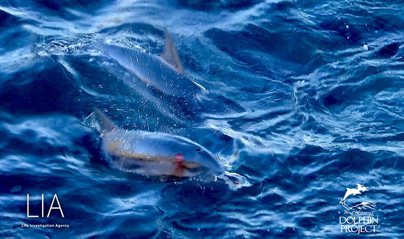Blutig verletzter Streifendelfin im Netz vor dem Strand, verwundet durch die brutale Gewaltanwendung des Abschaums von Taiji