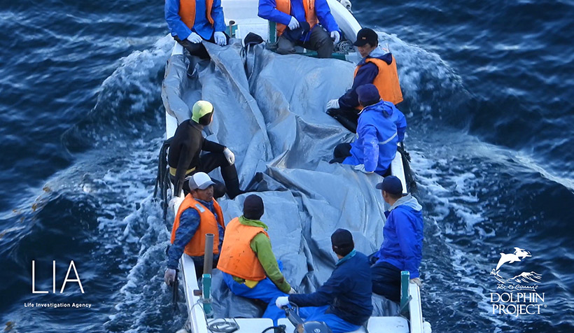 Abschaum von Taiji sitzend auf den ermordeten delfinen, durch die Regierung gedeckt und subventioniert, verdeckt ihre gequälten Opfer unter Planen, damit sie die Welt nicht zu sehen bekommt