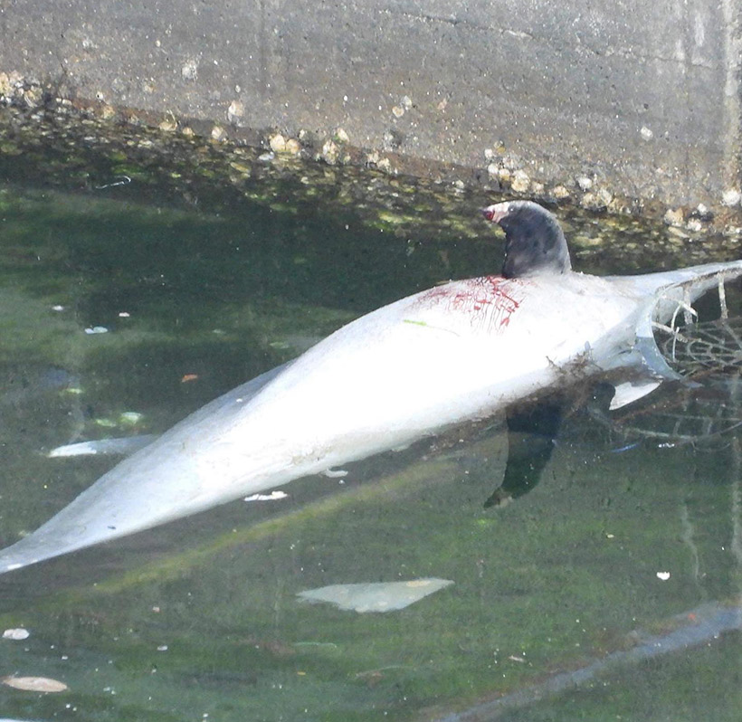 Totes Streifendelfin Kind am 30. Januar 2022 im Hafen von Taiji angespült