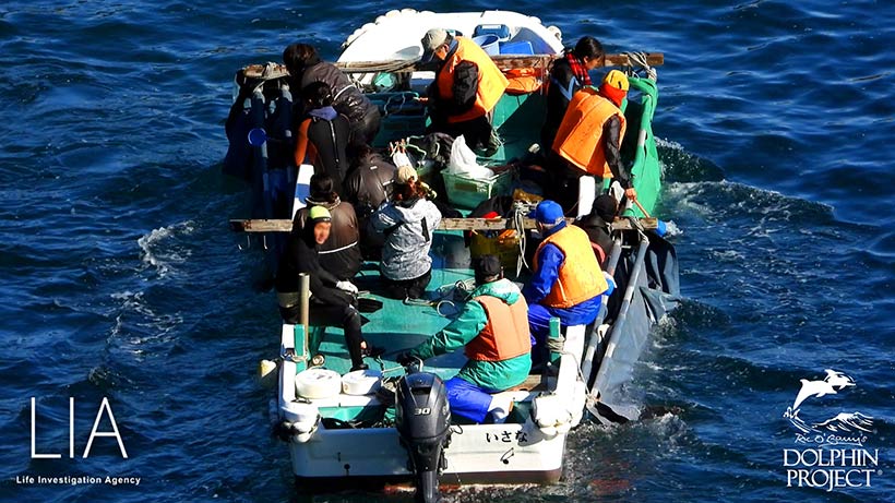 Mitglieder der japanischen Delfinmafia transportieren entführte Delfinkinder ab