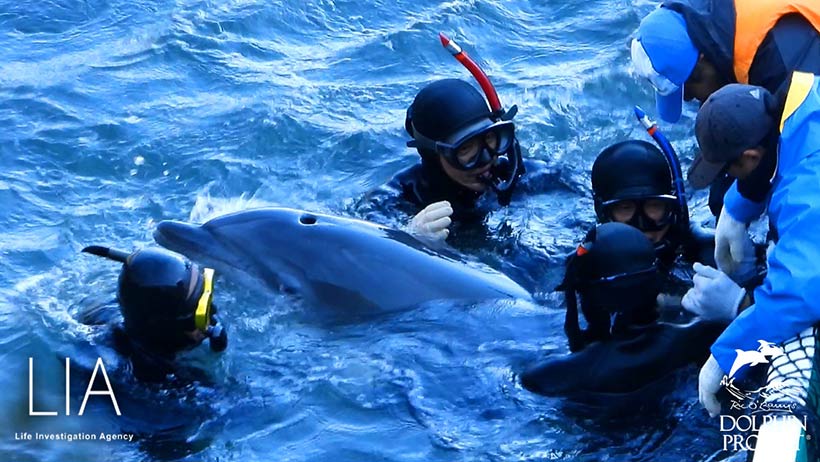 Mishandeltes Delfinkind wird von mehreren Taucher an das Boot in ein Netz gedrückt, mit dem das wehrlose Geschöpf unter die Planen transportiert wird