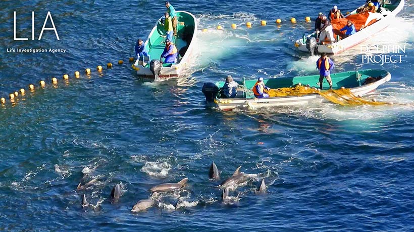 Ozean-Terroristen der japanischen Delfinmafia von Taiji misshandeln in die Bucht getriebene Delfine