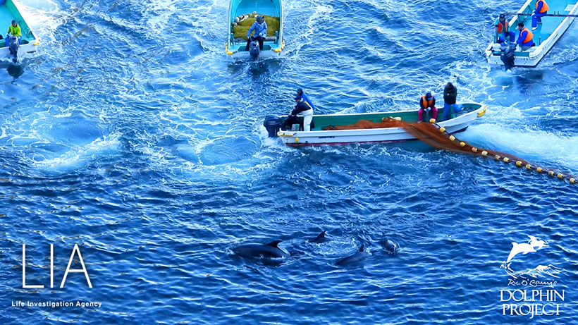 Mit grösster Gewalt werden die wilden sanften Delfine vom Delfinmafia-Abschaum in die Bucht terrorisiert