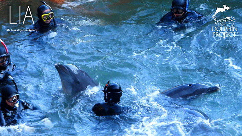 Taucher der Ozean-Terroristen von Taiji japan wrestlen mit einem total verängstigtem Delfinkind, das von seiner beschützenden Mutter gestohlen möglicherweise entführt wird