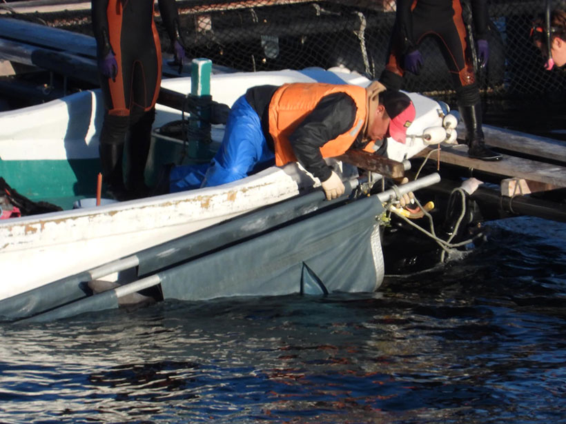 Heute entführte Sklaven der Delfinarienindustrie werden in ein Schwimmgefängnis im Hafen von Taiji geworfen