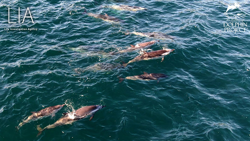 Diese Delfinmütter mit ihren Kindern wurden heute in Taiji Japan auf grausame Weise misshandelt und niedergestochen