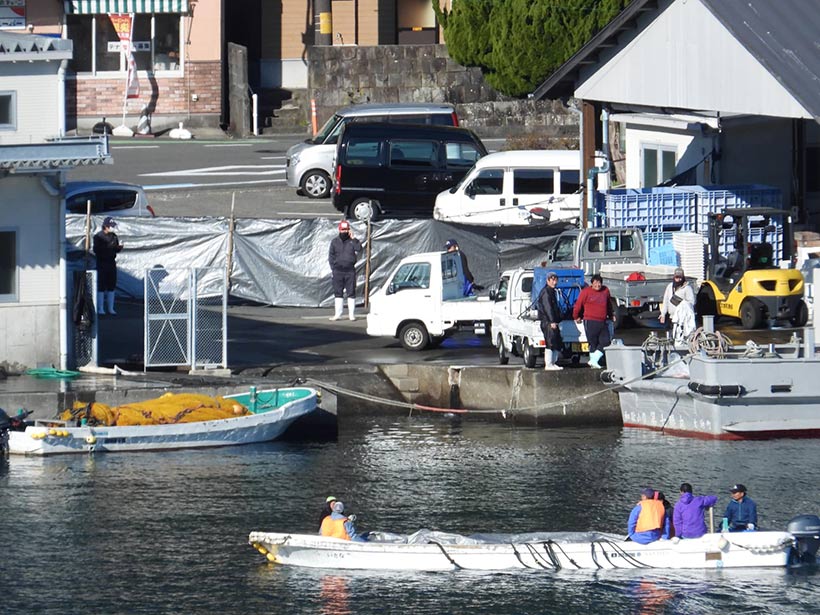Die Leichen der Streifendelfine werden ins Metzgerhaus transportiert, im Hintergrund ist ein Walfangschiff am Pear gelandet