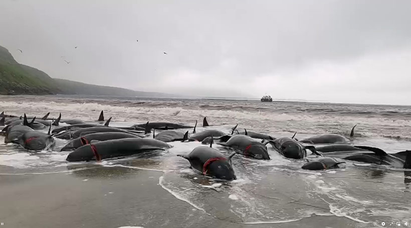 by Sea Shepherd UK #OpBloodyFjords