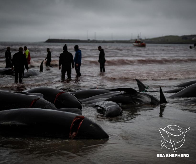 Bild by Sea Shepherd UK #OpBloodyFjords