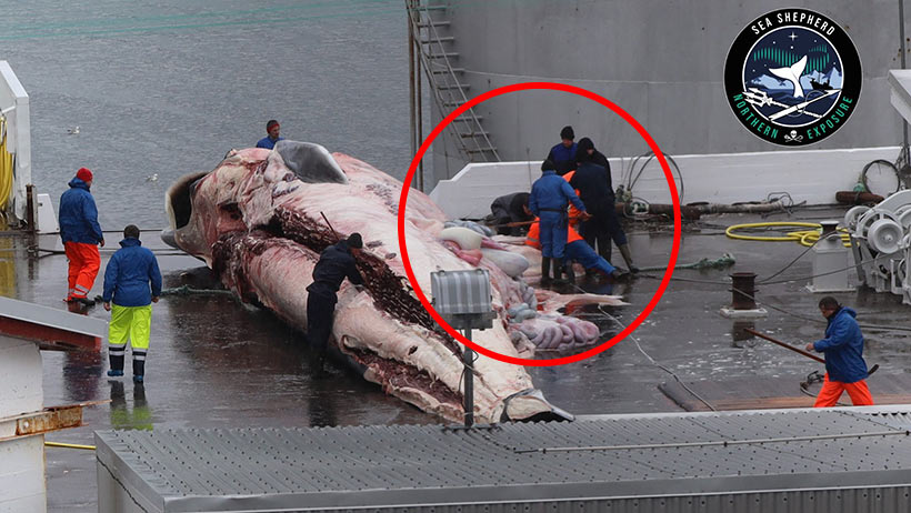 Sea Shepherd UK bestätigt, dass die erste trächtige Finnwal Mutter im illegalen isländischen Walfang 2022 gestern 26. Juni in Hvalfjörður geschlachtet wurde