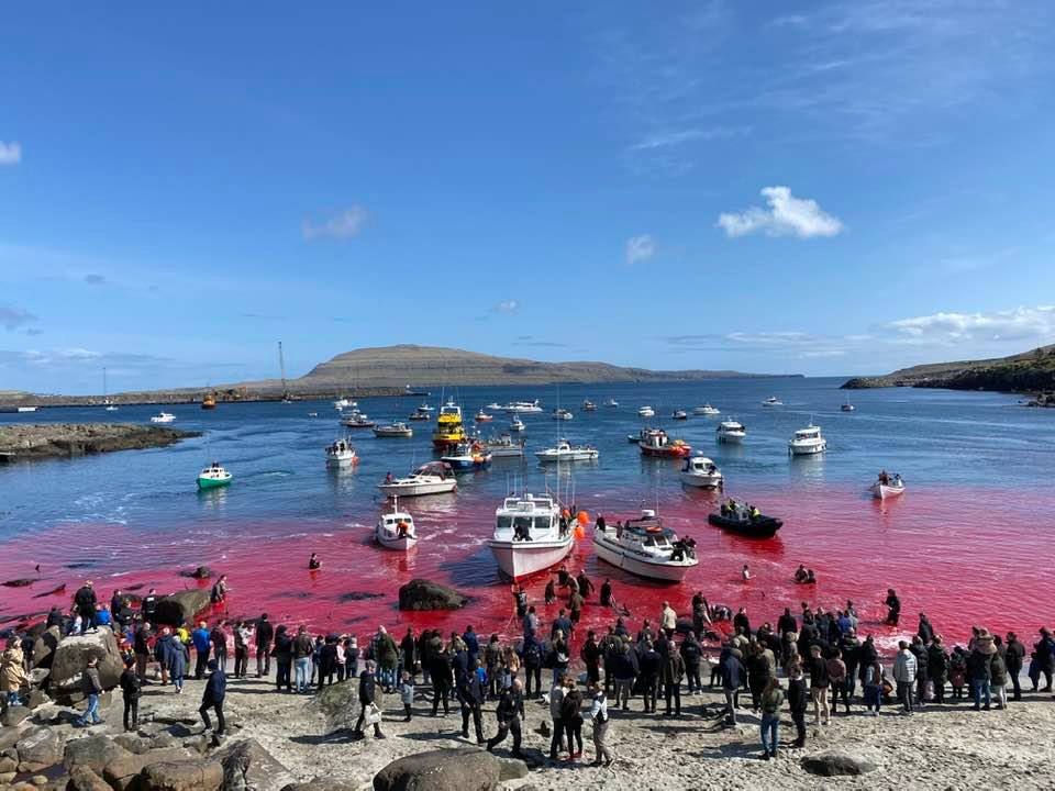 Bild: Der faröische Blutsport-Mob empfinden Befriedigung beim Quälen und Niederstechen von Delfinen, auch die Zuschauer