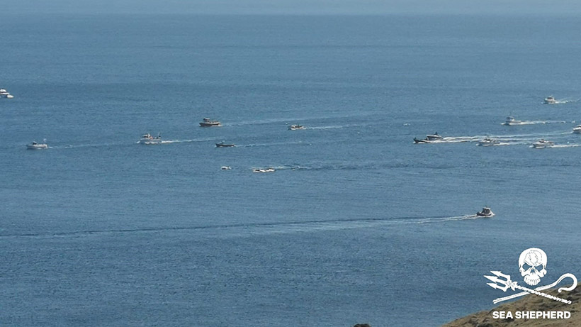 Bild: by Sea Shepherd UK: Etwa 50 färöische Luxusschiffe, moderne Jetskies und Speedbote waren bei der mehrstündigen, grausamen Treibjagd der völlig erschöpften Delfingruppe beteiligt