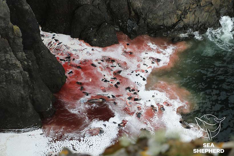 Foto Sea Shepherd: Entsorgte Delfine nach dem Massenmord in den Färöer Inseln, Köpfe, grosse Fleischfetzen, Blubber, halbe, ganze und zerschnittene Körper