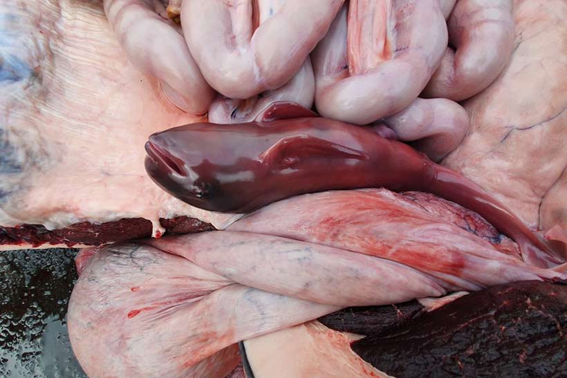 Foto Sea Shepherd: Erstickter Fötus aus dem Bauch einer schwangeren Pilotwal Mutter herausgeschnitten