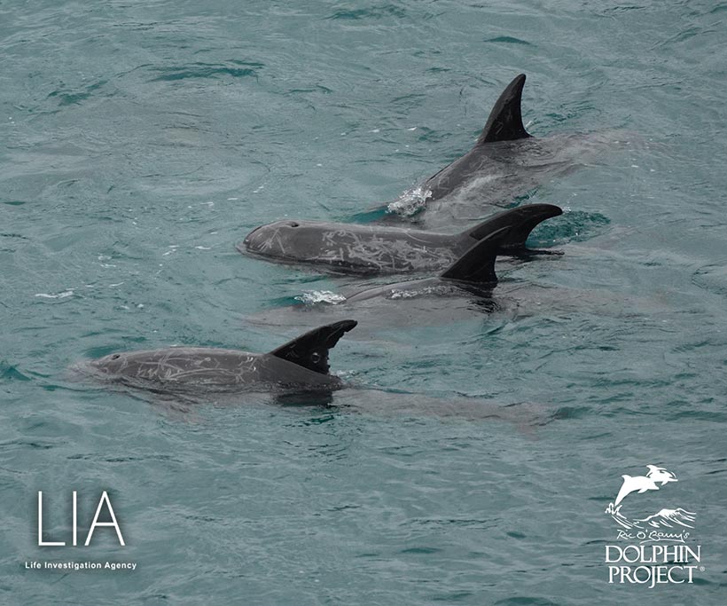 Vier Opfer des heutigen Verbrechens in Taiji Japan, von der japanische Regierung grosszügig finanziert und mit Lügen verteidigt