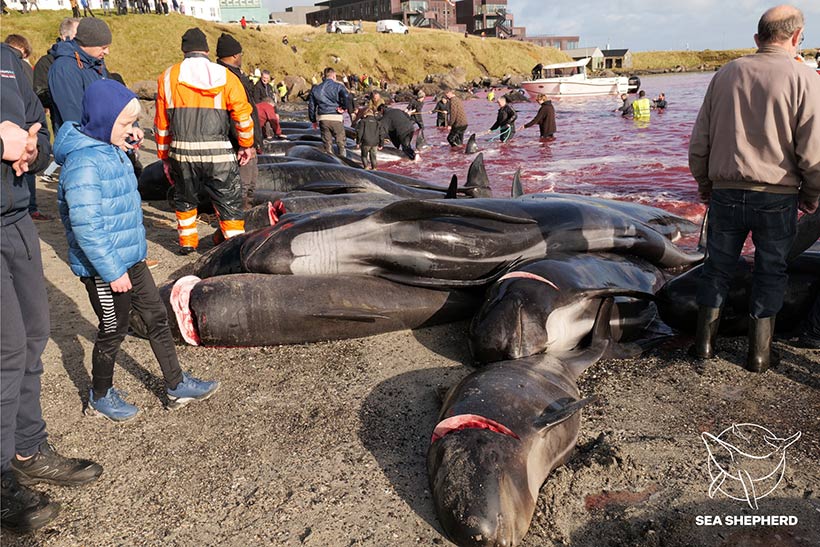 Bild by Sea Shepherd UK #OpBloodyFjords