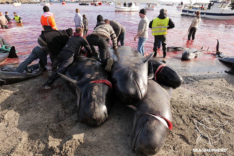 Bild by Sea Shepherd UK #OpBloodyFjords

