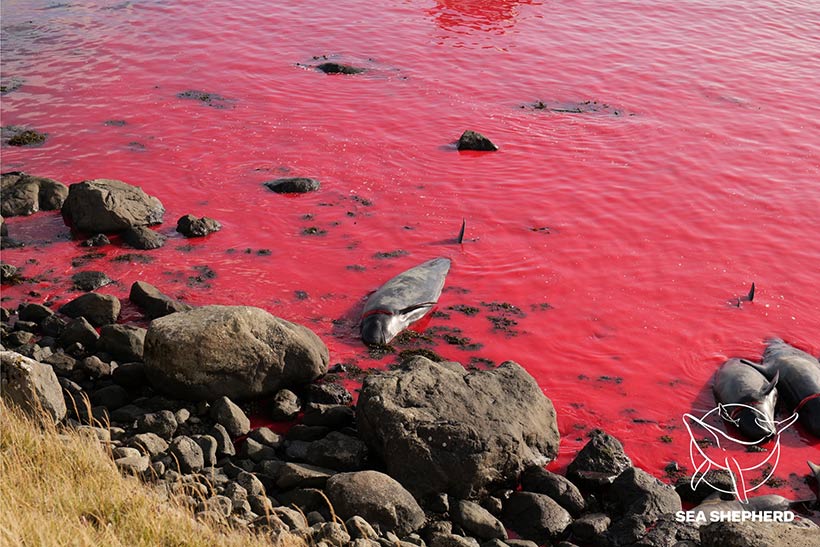 Bild by Sea Shepherd UK #OpBloodyFjords