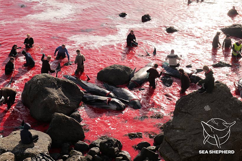 Bild by Sea Shepherd UK #OpBloodyFjords