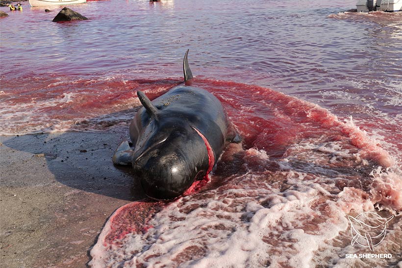 Bild by Sea Shepherd UK #OpBloodyFjords