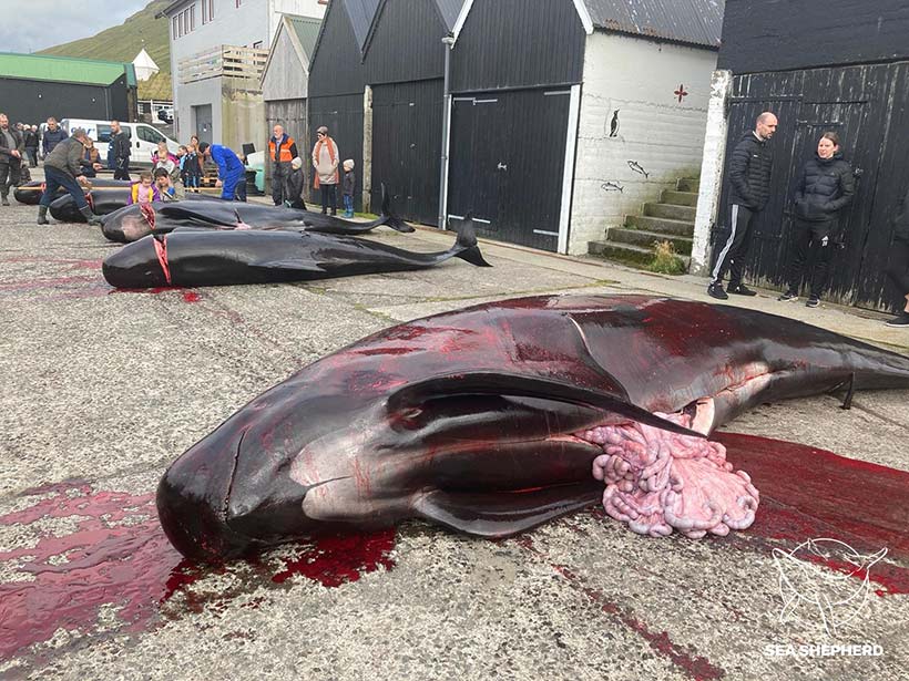 Bild by Sea Shepherd UK Op Bloody Fjords