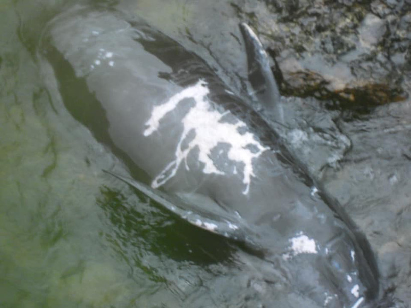 Totes Baby das während dem Terror in der Bucht ertrank. Die weissen Hautschürfungen stammen von den scharfen Lavafelsen, der Leichnam wurde von den Wellen permanent auf die Felsen geworfen.