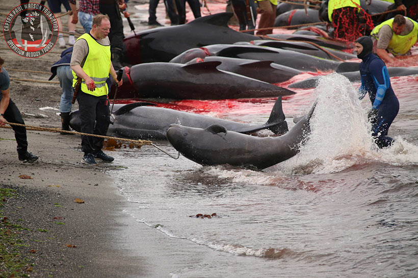Photo by Captain Paul Watson Foundation UK