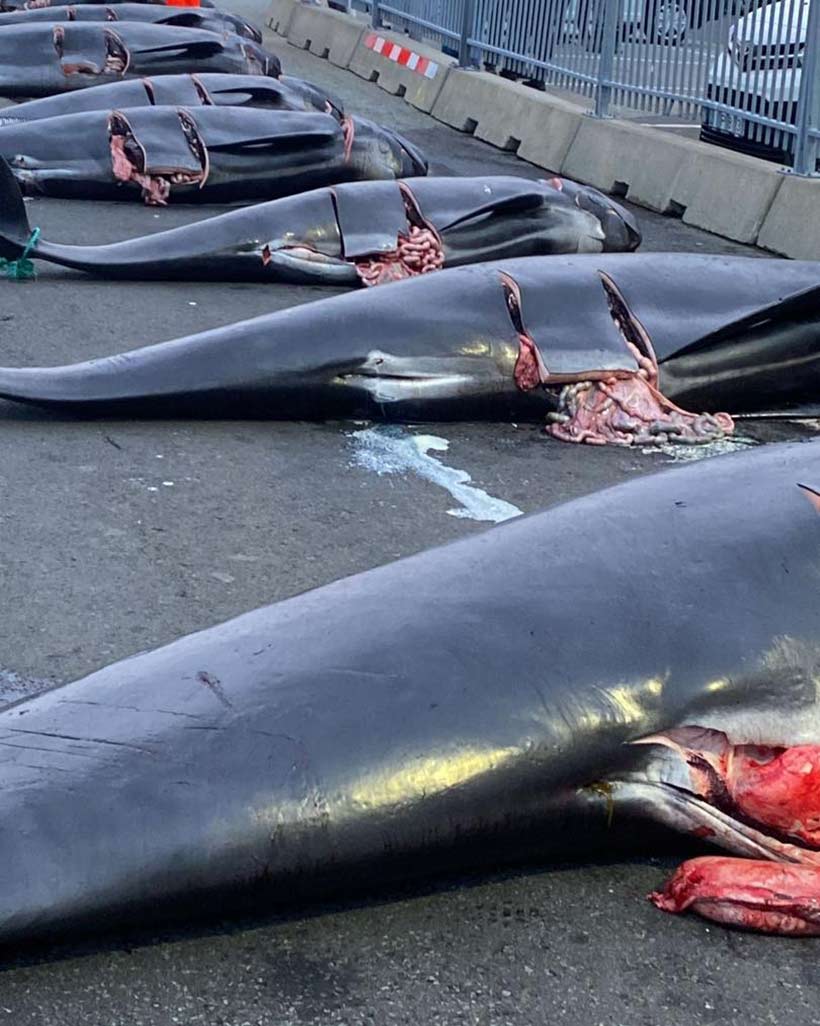 Photo by Captain Paul Watson Foundation UK 