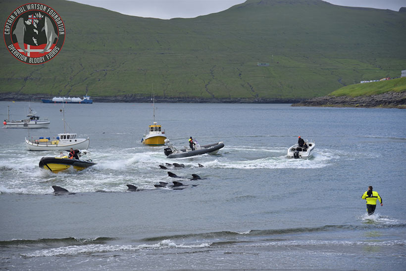 Bild 5 - Photo by Captain Paul Watson Foundation UK