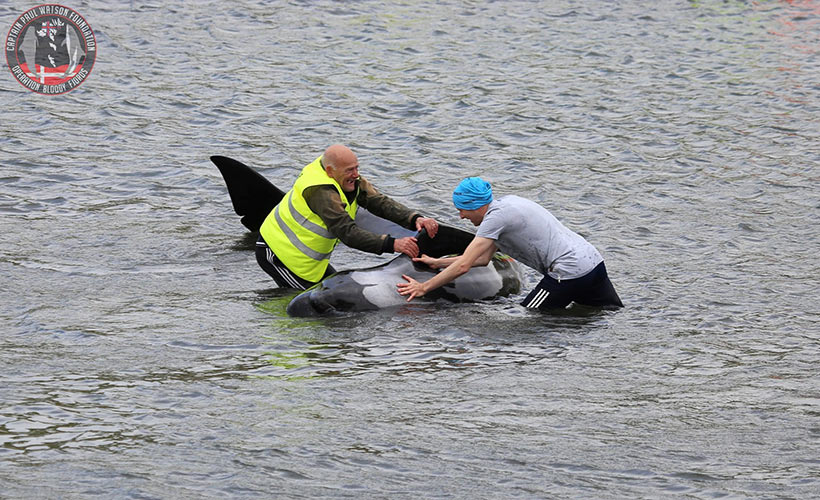 Bild 3 - Photo by Captain Paul Watson Foundation UK