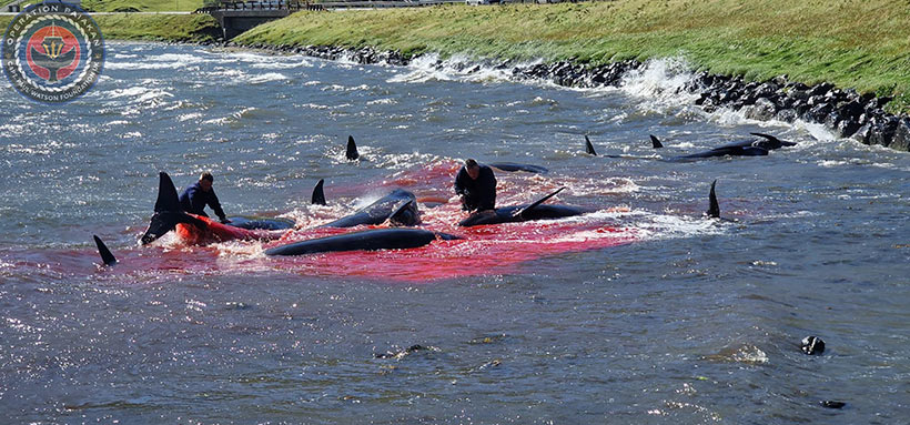 Bild by Captain Paul Watson Foundation UK