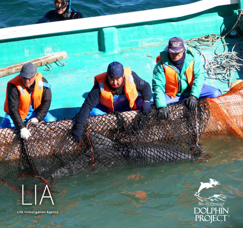 Bild by Ren Yabuki: Ein delfin wurden von Tauchern in ein schwarzes Netz gewrestelt, das von Killern und Entführern ans Boot gedrückt festgehalten wird. Das panische, total verängstigte Säugetier wird unter die Planen geschleppt, von Killern und Trainern rundum betatscht und untersucht, ob es ein Weibchen und schön genug ist, für über 150'000 USD an Delfinarien verkauft zu werden.