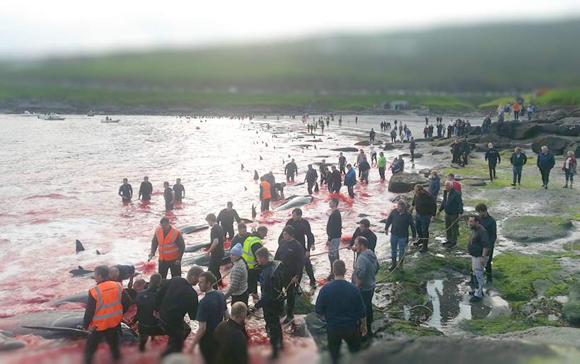 Photo by Sea Shepherd UK