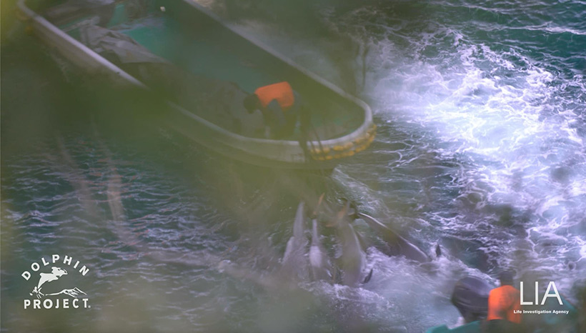 Bild by Dolphin project und LIA