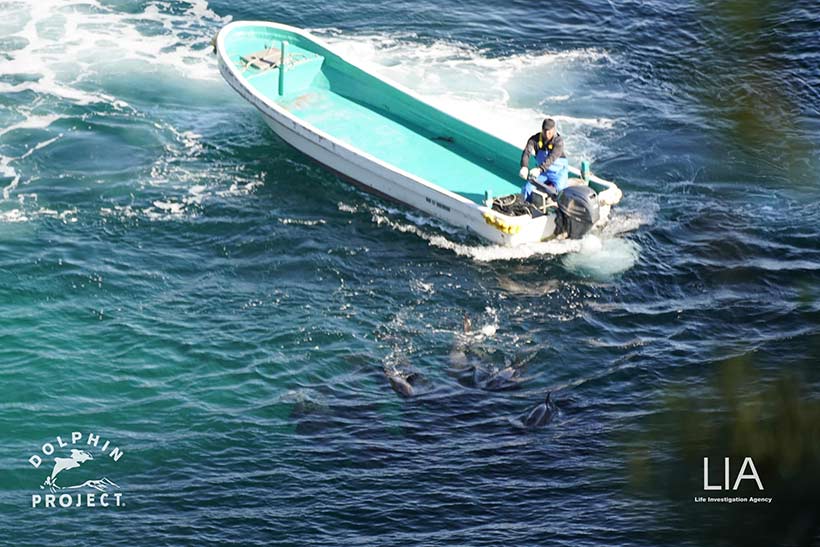 Bild by Dolphin project und LIA