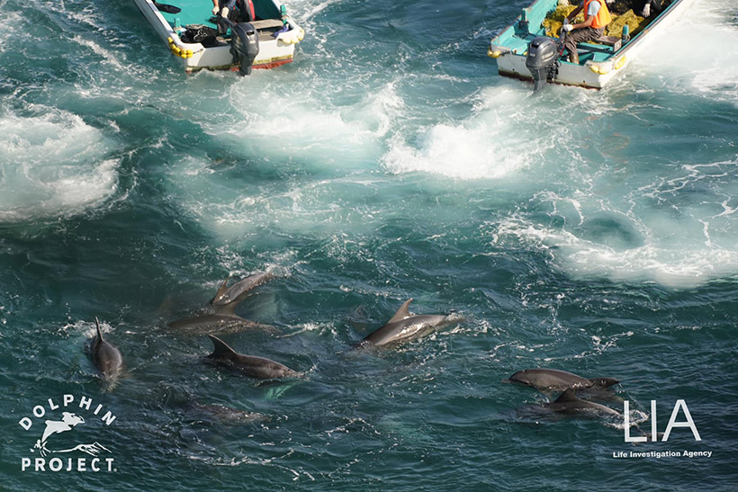 Foto by Dolphin Project