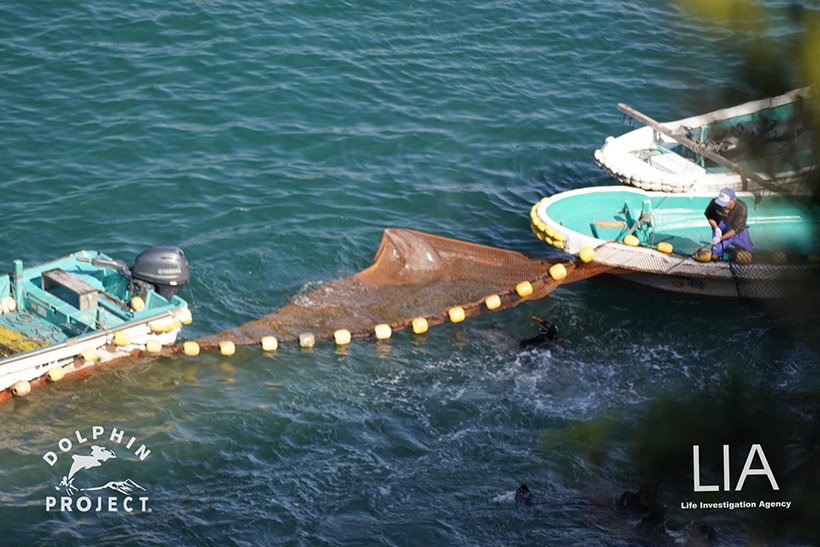 Foto by Dolphin Project