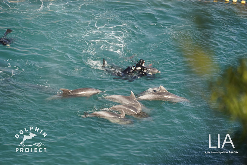 Foto by Dolphin Project